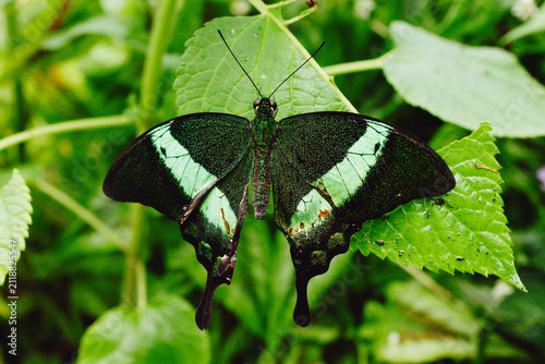 Butterfly in a butterfly garden