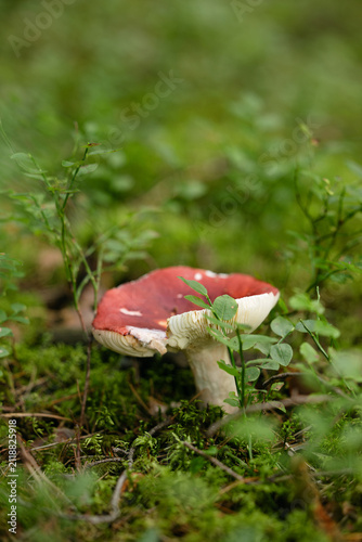Red capped russula mushroom half hidden among green forest plants and moss, mushroom identification guide content, foraging blog imagery, woodland wellness marketing, autumn nature background, nobody