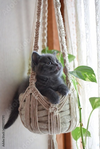 Kitten Relaxing in a Cozy Macrame Plant Hanger 