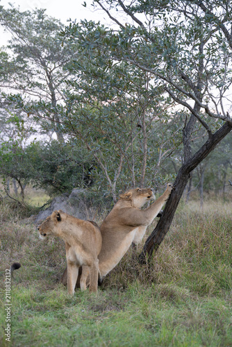 Canvas Print A lioness sharpening her claws on a tree trunk, Greater Kruger.