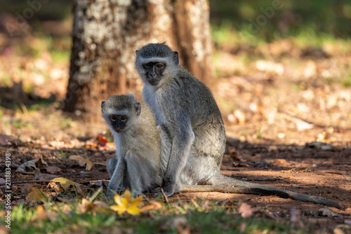 A baby vervet monkey (Chlorocebus pygerythrus) sitting alongside its mother
