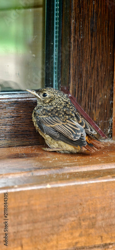 Quadro su tela Young bird rests near a window during daylight in a wooden setting