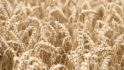 Ripe golden ears of wheat sway in the wind