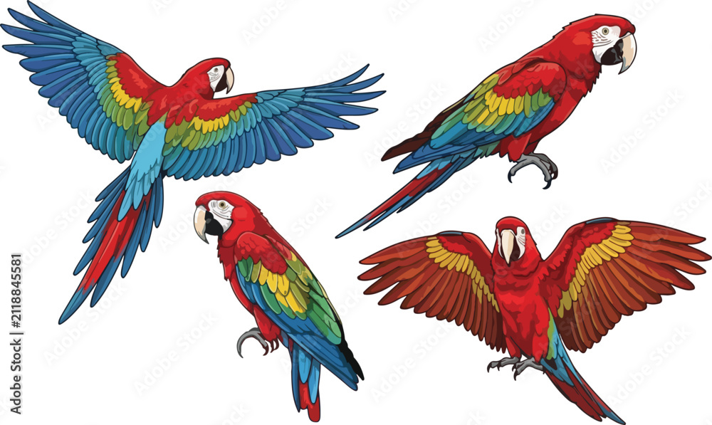 Fototapeta premium vector illustration clipart of parrot bird with 4 poses semi realistic art style 01