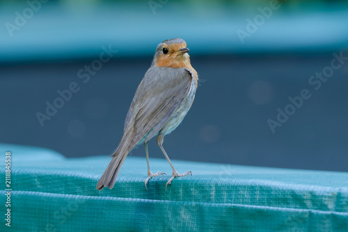 blue bird on the roof