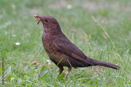 Amsel
