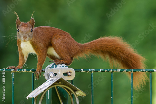 squirrel in the park