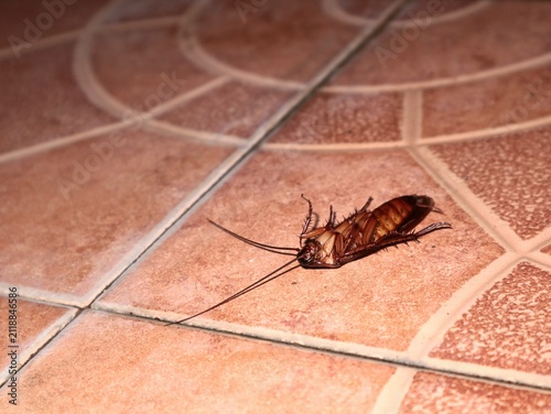 Close-up shot of a dead or dying brown cockroach lying upside down on a ceramic tile floor. Ideal for pest control, home infestation, hygiene, extermination, and sanitation concepts