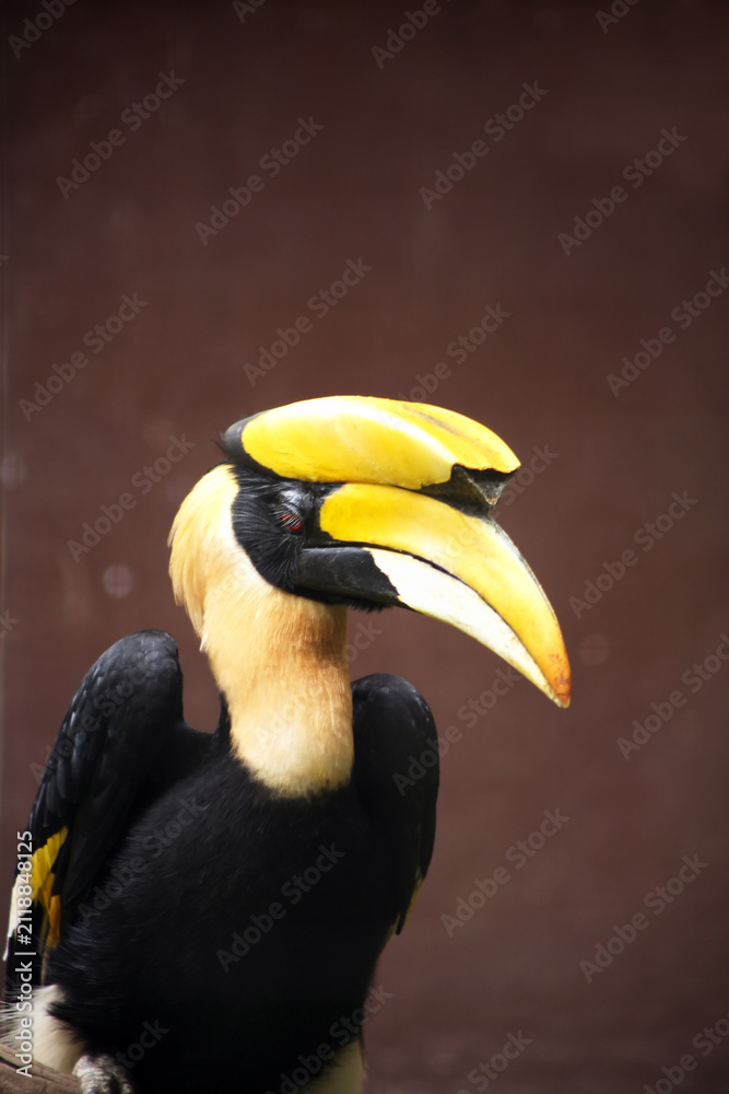 Fototapeta premium Portrait of a Toucan