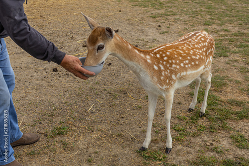 Man Feeding Young Spotted Fallow Deer from Bowl Outdoors