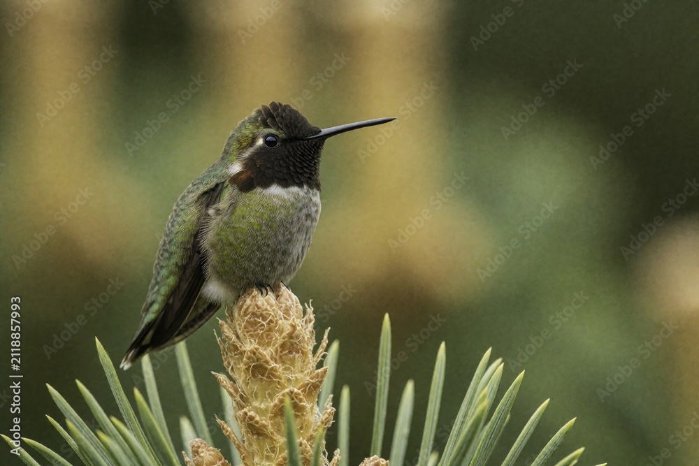 Fototapeta premium Anna hummingbird perches on pine cone tip. Small bird displays green feathers black throat. Blurred park background suggests peaceful wildlife scene.