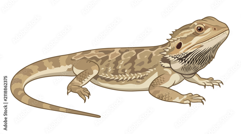 Fototapeta premium Detailed Bearded Dragon Reptile Vector Illustration Isolated on White. Exotic Lizard Pogona Pet Wildlife Art.