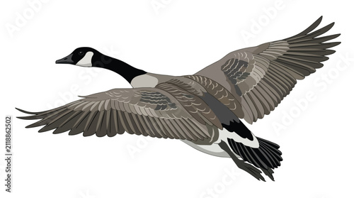 Canada Goose Flying Vector Illustration Isolated on White Background for Wildlife and Nature Themed Designs Projects