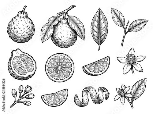Bergamot citrus fruit set with whole fruit, slice, leaf and flower, hand drawn ink sketch isolated on white background