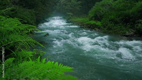 Turbulent Stream in Lush Jungle with Ferns