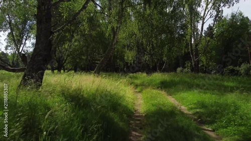 POV camera moving through summer forest along narrow path. Immersive walking experience in green nature, outdoor exploration and adventure concept.