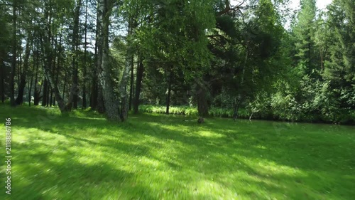 POV camera moving through summer forest along narrow path. Immersive walking experience in green nature, outdoor exploration and adventure concept.