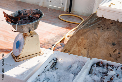 Konstfotografi Measuring freshly caught squid on an old scale with ice packed fish ready for sa