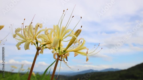白い彼岸花と青空（大分県別府市内成）