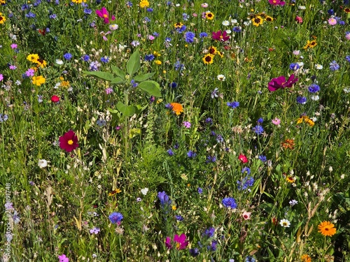 field of flowers