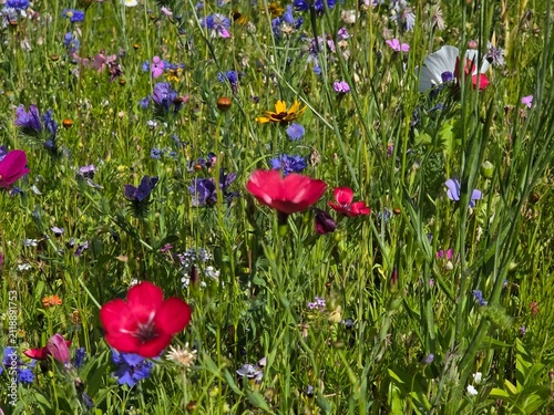 field of flowers