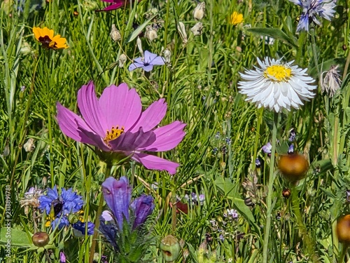 field of flowers