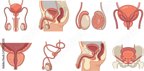Male Reproductive System Anatomy Medical Illustration Set with Prostate Testes and Pelvic ViewsMale Reproductive System Anatomy Medical Illustration Set with Prostate Testes and Pelvic Views