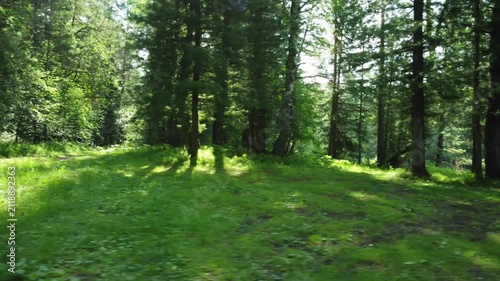 POV walking along forest trail in summer. Outdoor adventure, hiking and exploration in wild green landscape.