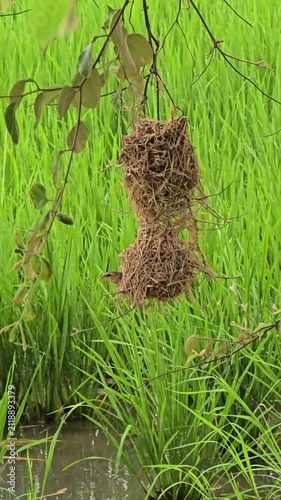 Asian Golden Weaver use fresh leaves of grass woven building nest.
