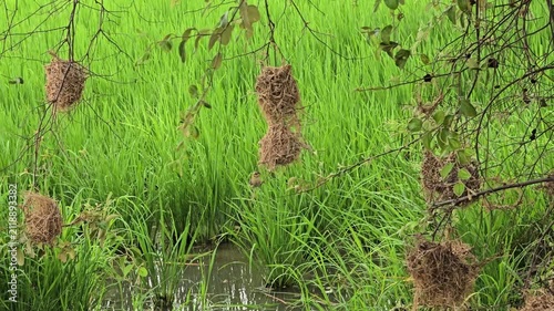Asian Golden Weaver use fresh leaves of grass woven building nest.