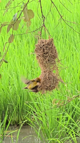 Asian Golden Weaver use fresh leaves of grass woven building nest.