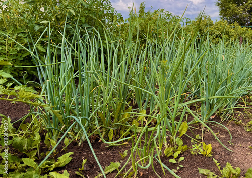 Fotografie Green onion plants growing beside tomato bushes in dark soil garden bed