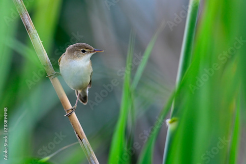 Teichrohrsänger // Common reed warbler (Acrocephalus scirpaceus) 