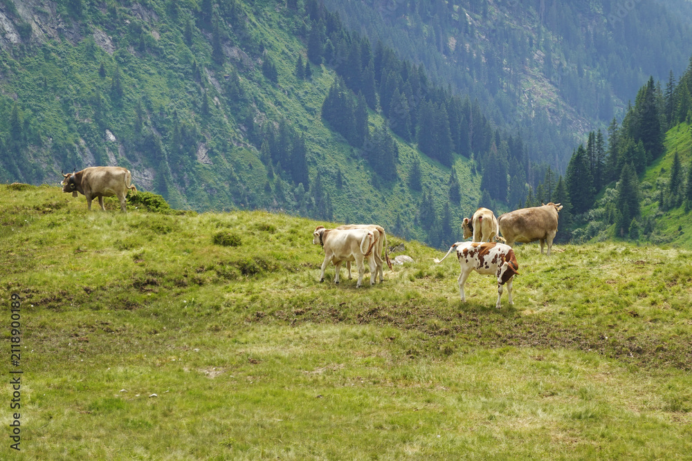 Naklejka premium Cows at summer pastures in the Alps, Austria