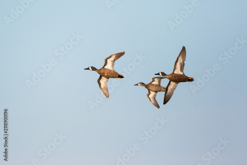 00722-02818 Blue-winged Teal (Anas discors) in flight, Marion Co., IL
