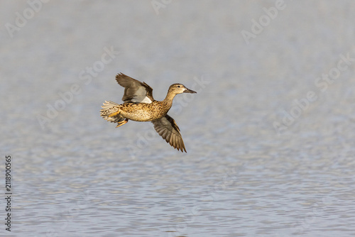 Fotografía 00722-03603 Blue-winged Teal (Spatula discors) female in flight in wetland Marion Co