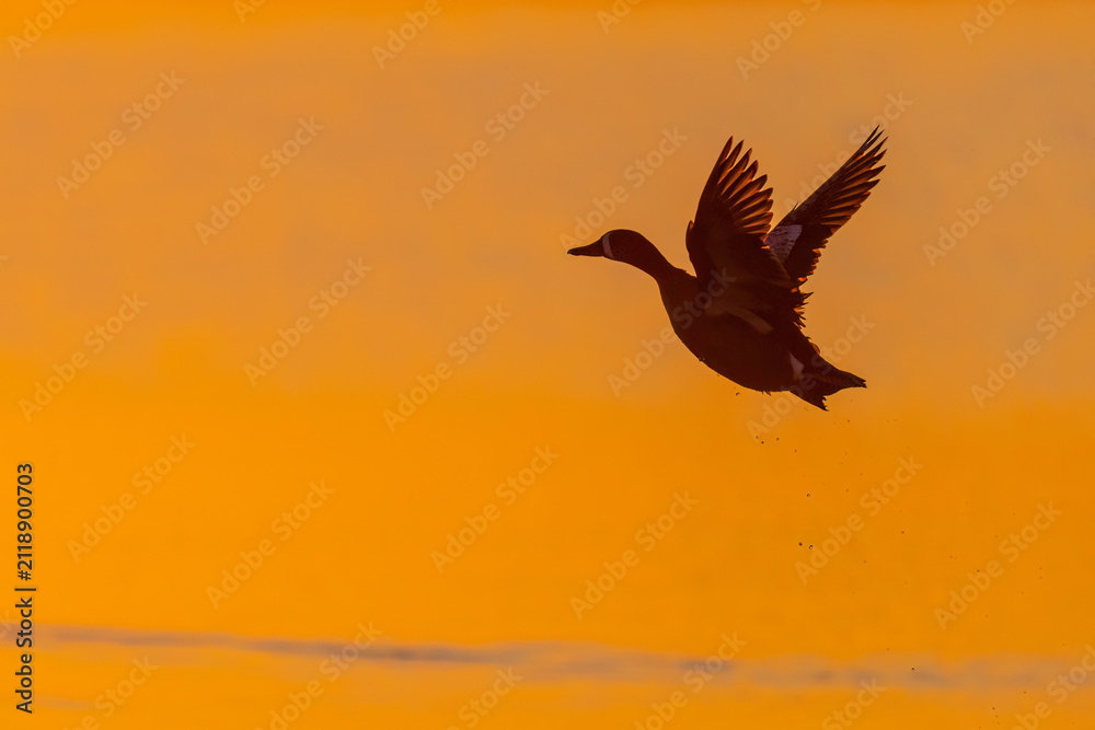Naklejka premium 00722-03720 Blue-winged Teal (Spatula discors) male taking off from wetland at sunrise Marion Co. IL
