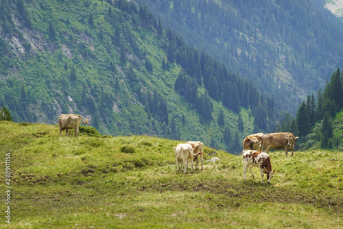 Cows at summer pastures in the Alps, Austria