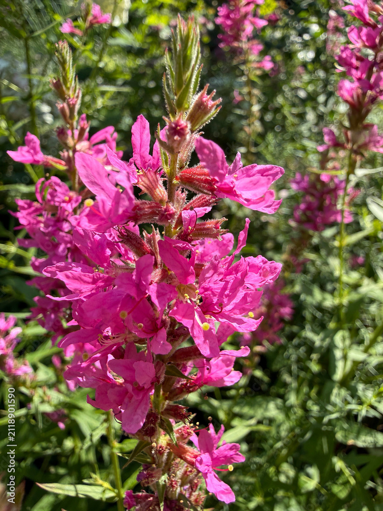 Obraz premium Lythrum salicaria Purple loosestrife flowering plant