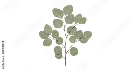 Pressed eucalyptus branch with preserved round leaves, isolated on transparent background