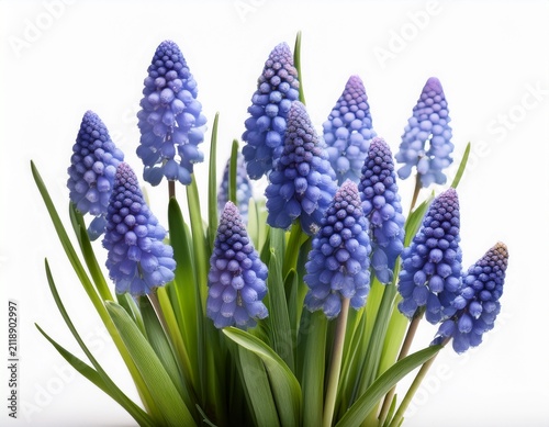 hd realistic grape hyacinth in garden spring isolated on white