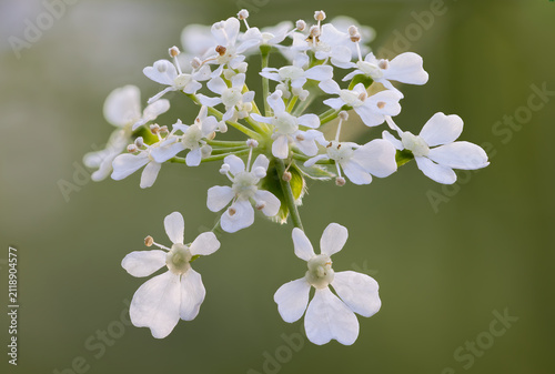 Fotografía Cow parsley inflorescence