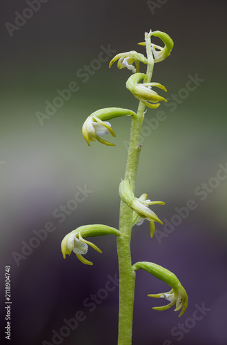 Foto Coralroot flowering