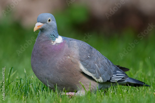 Ringeltaube