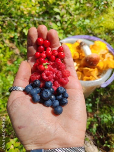 Female hand holding wild ripes blueberries,raspberries and lingonberries with chanterelle mushrooms in forest bucket at background