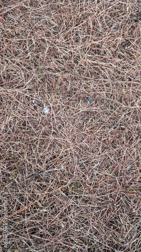 Bild auf Leinwand Macro top-down view of dry dormant grass and twigs on the ground