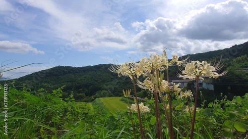 白い彼岸花と青空（大分県別府市内成）