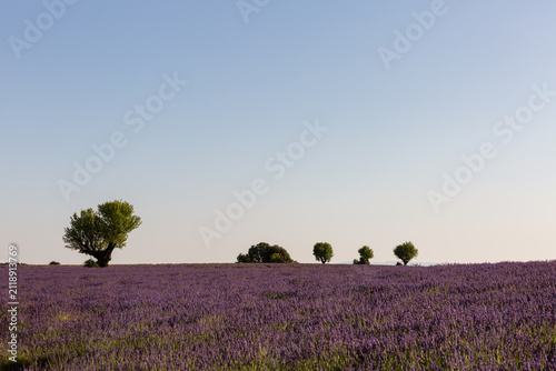 Paysage de champ de lavande, cinq arbres verts sur l'horizon, ciel bleu en arrière-plan, lumière douce de fin d'après-midi, Provence, sud de la France
