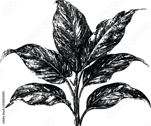 Plant vector drawing isolated on white background