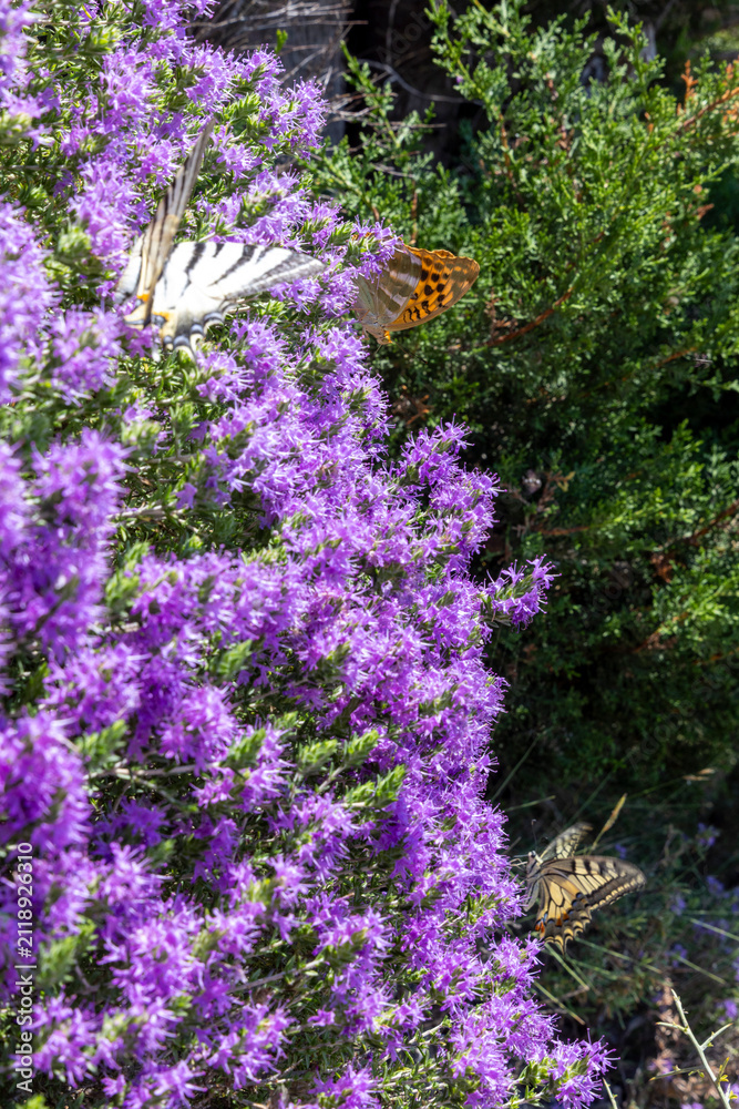 Obraz premium Colorful butterflies pollinating vibrant purple flowers in Corfu